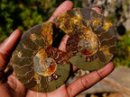 Polished Cleoniceras Ammonite Fossil Pairs x 8 pairs From Tulear, Madagascar - Toprock Gemstones and Minerals 