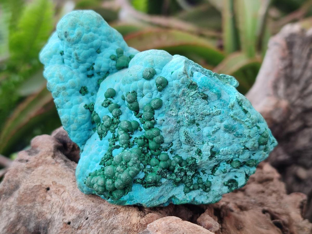 Natural Botryoidal Malacolla Specimens x 3 From Kulukuluku, Congo