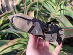 Polished and Natural Septerye Sauvage Display Crystals x 2 From Mahajanga, Madagascar