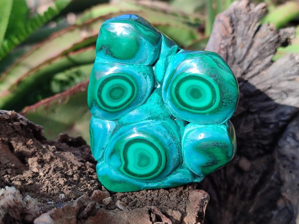 Polished Flower Banded Malachite Free Forms x 6 From Congo