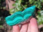 Polished Flower Banded Malachite Free Forms x 6 From Congo