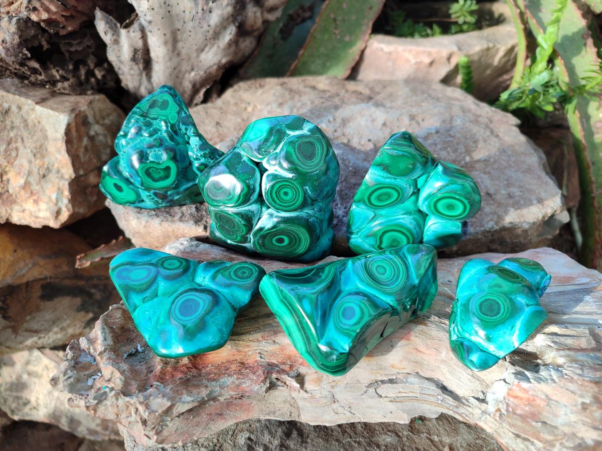Polished Flower Banded Malachite Free Forms x 6 From Congo