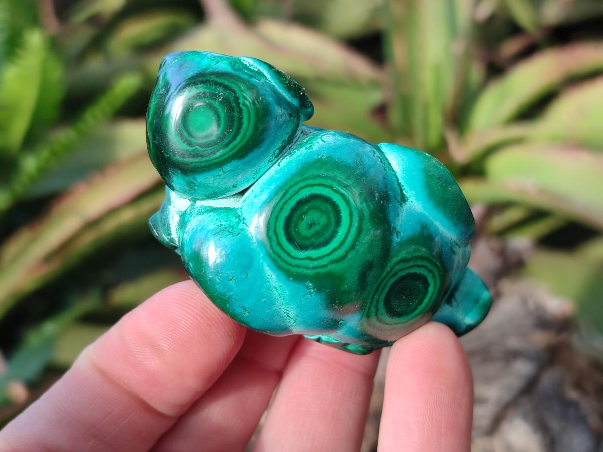 Polished Flower Banded Malachite Free Forms x 6 From Congo