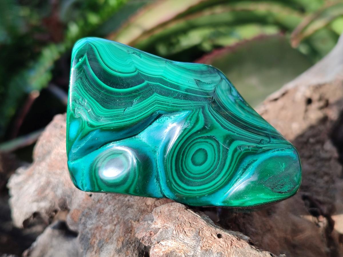 Polished Flower Banded Malachite Free Forms x 6 From Congo