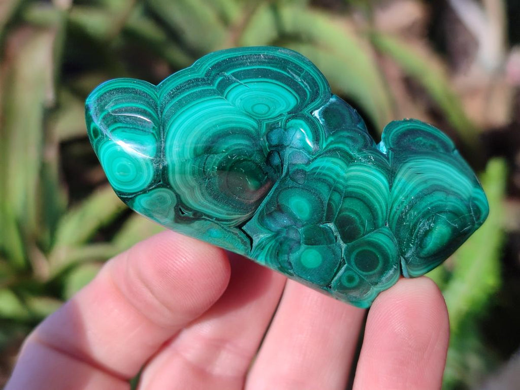 Polished Flower Banded Malachite Free Forms x 6 From Congo
