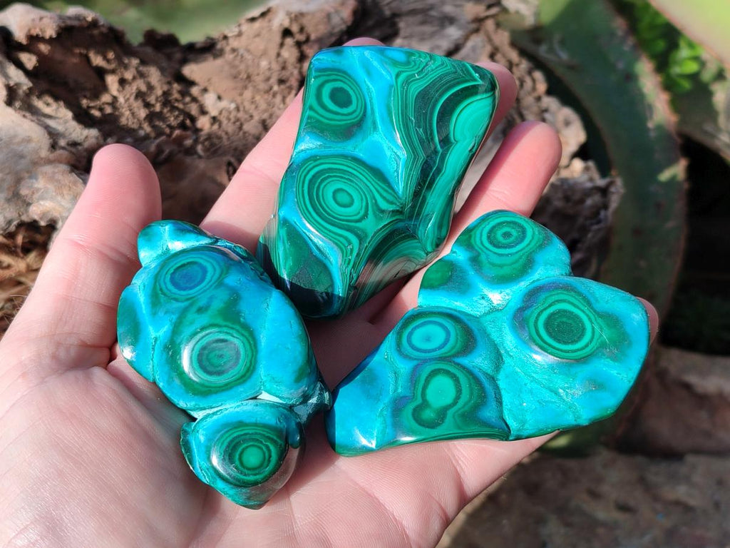 Polished Flower Banded Malachite Free Forms x 6 From Congo