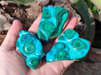 Polished Flower Banded Malachite Free Forms x 6 From Congo