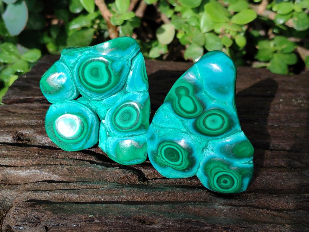 Polished Flower Banded Malachite Free Forms x 6 From Congo