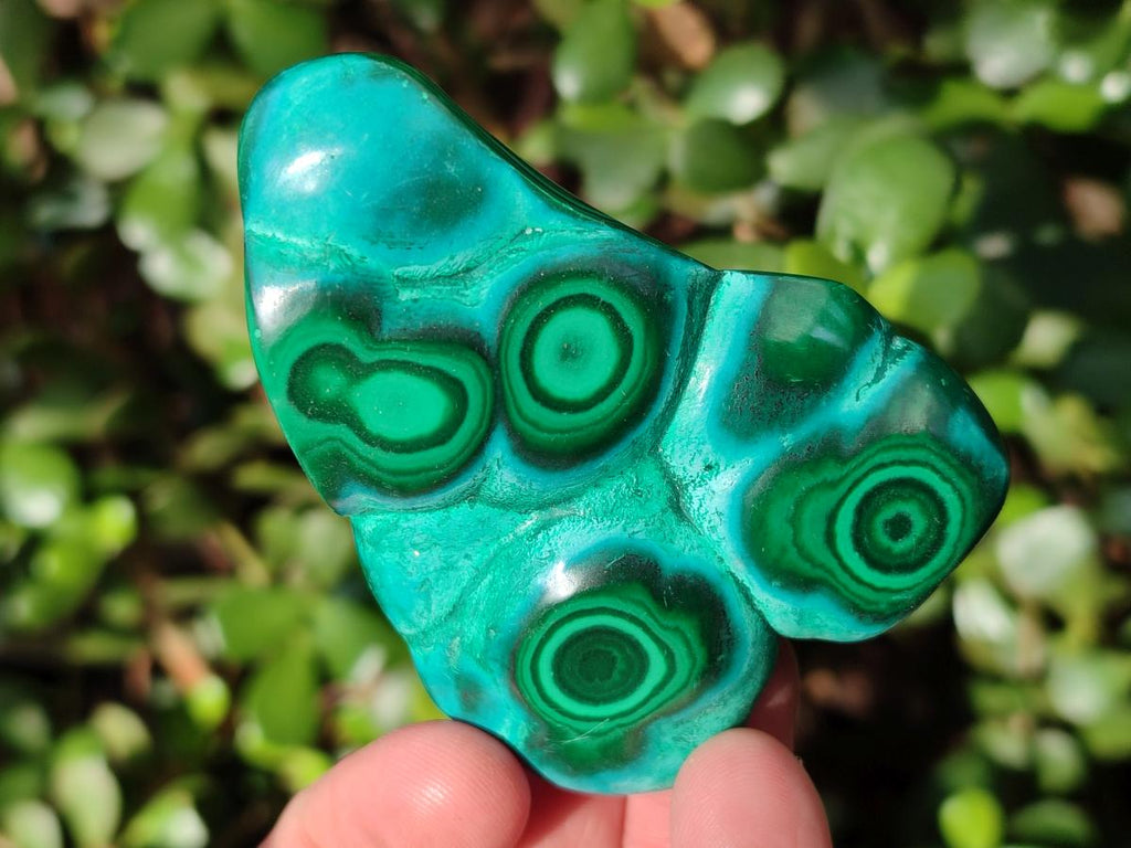 Polished Flower Banded Malachite Free Forms x 6 From Congo