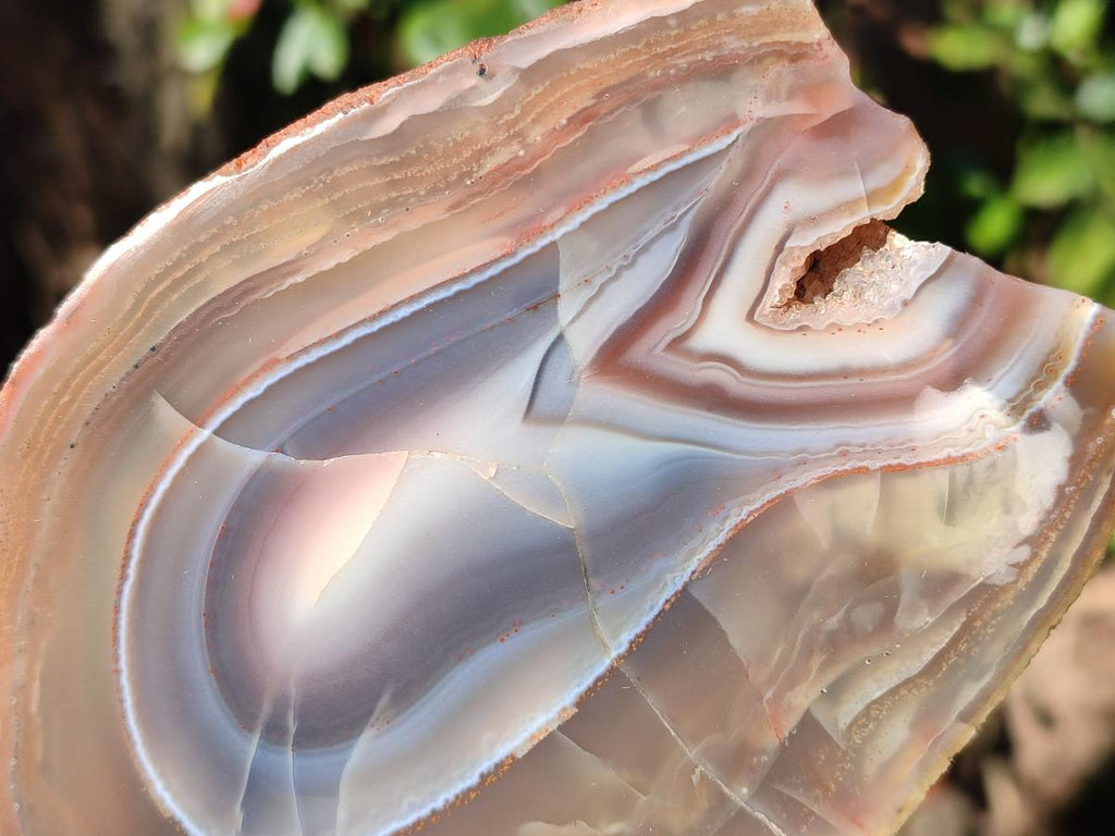 Polished Red Shashe River Agate Slices with Natural Edgings x 4 From Shashe River, Zimbabwe