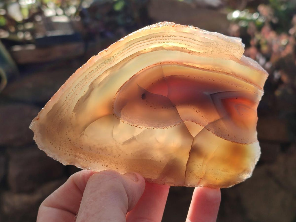 Polished Red Shashe River Agate Slices with Natural Edgings x 4 From Shashe River, Zimbabwe