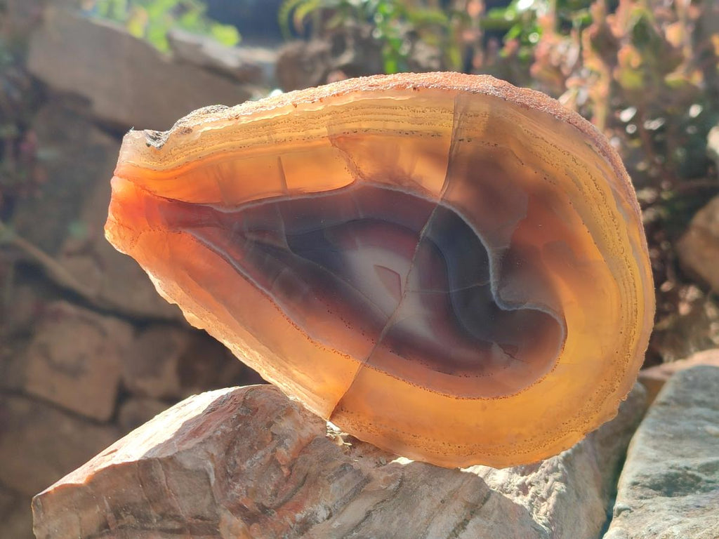 Polished Red Shashe River Agate Slices with Natural Edgings x 4 From Shashe River, Zimbabwe