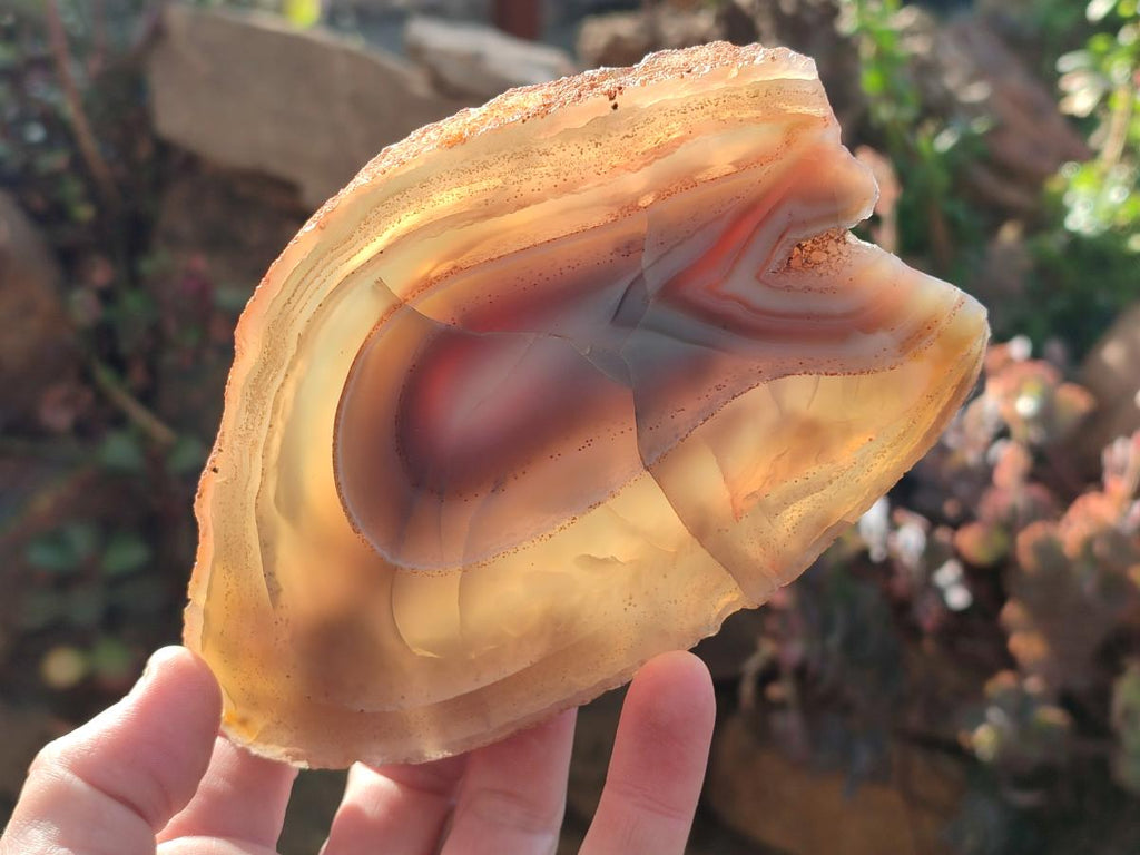 Polished Red Shashe River Agate Slices with Natural Edgings x 4 From Shashe River, Zimbabwe