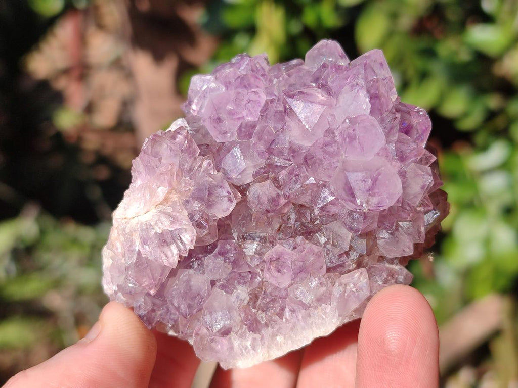 Natural Spirit Amethyst Clusters x 12 From Boekenhouthoek, South Africa