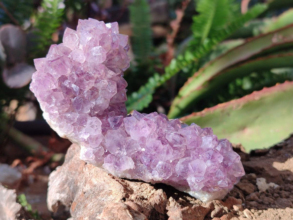 Natural Spirit Amethyst Clusters x 12 From Boekenhouthoek, South Africa