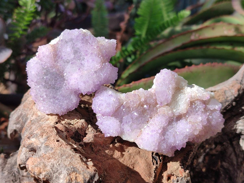 Natural Spirit Amethyst Clusters x 12 From Boekenhouthoek, South Africa