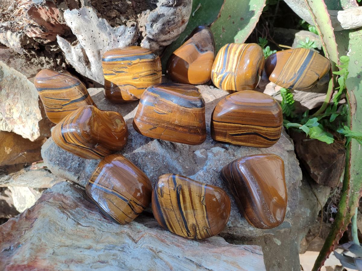 Polished Golden Tigers Eye Free Forms x 12 From Prieska, South Africa
