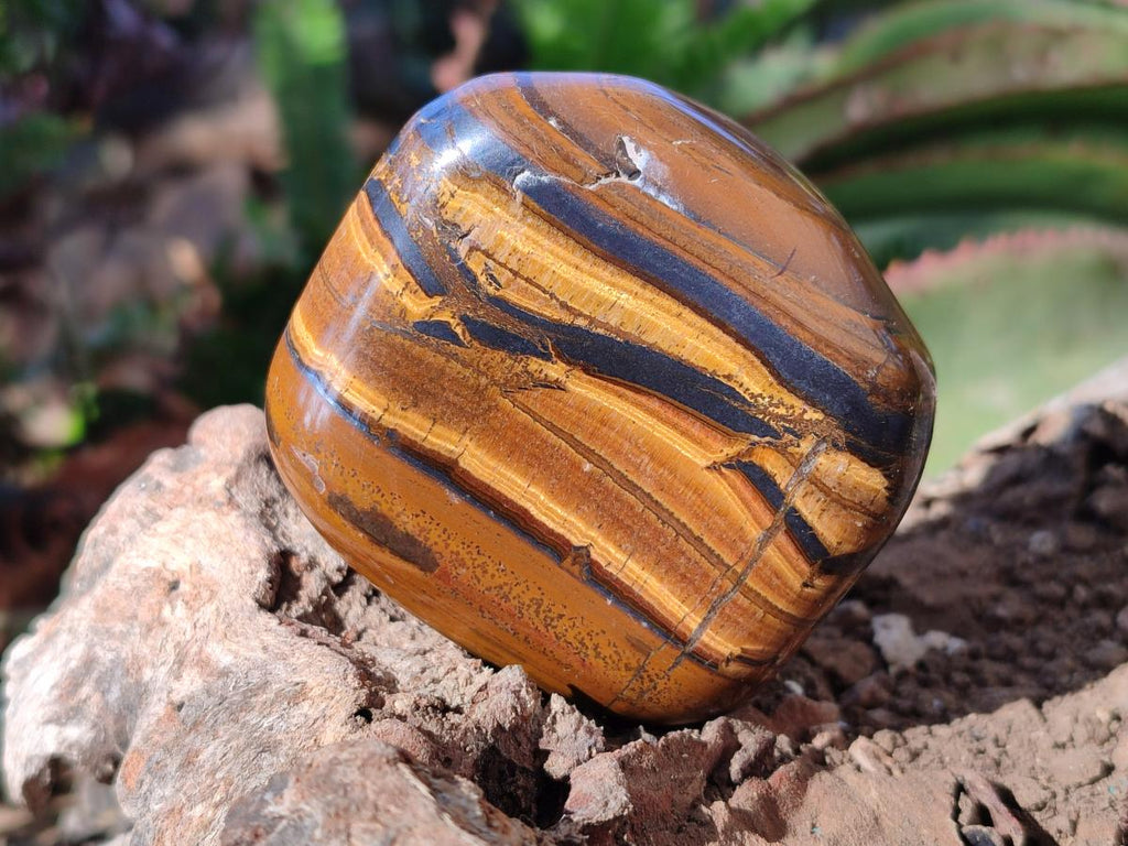Polished Golden Tigers Eye Free Forms x 12 From Prieska, South Africa