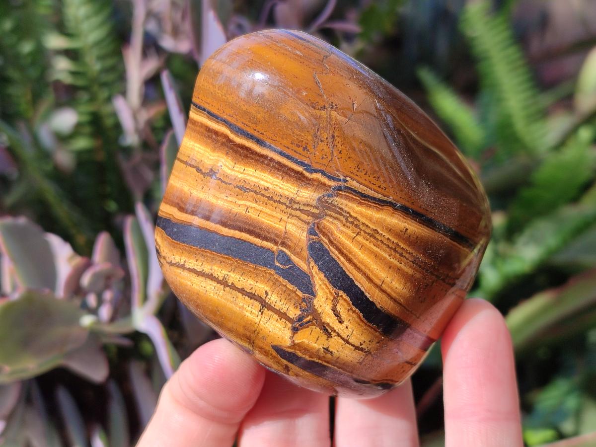 Polished Golden Tigers Eye Free Forms x 12 From Prieska, South Africa