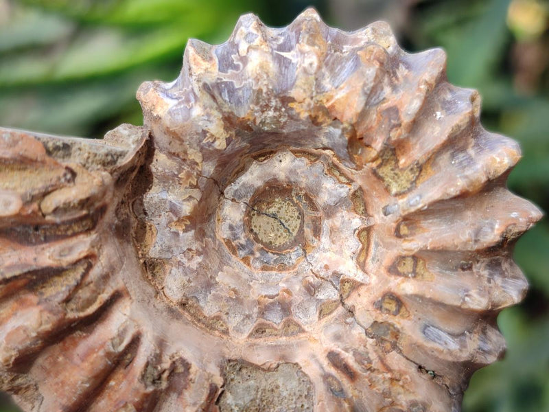 Natural Whole Douvilleiceras Ammolite Ammonite Fossils x 6 From Maintirano, Madagascar - Toprock Gemstones and Minerals 