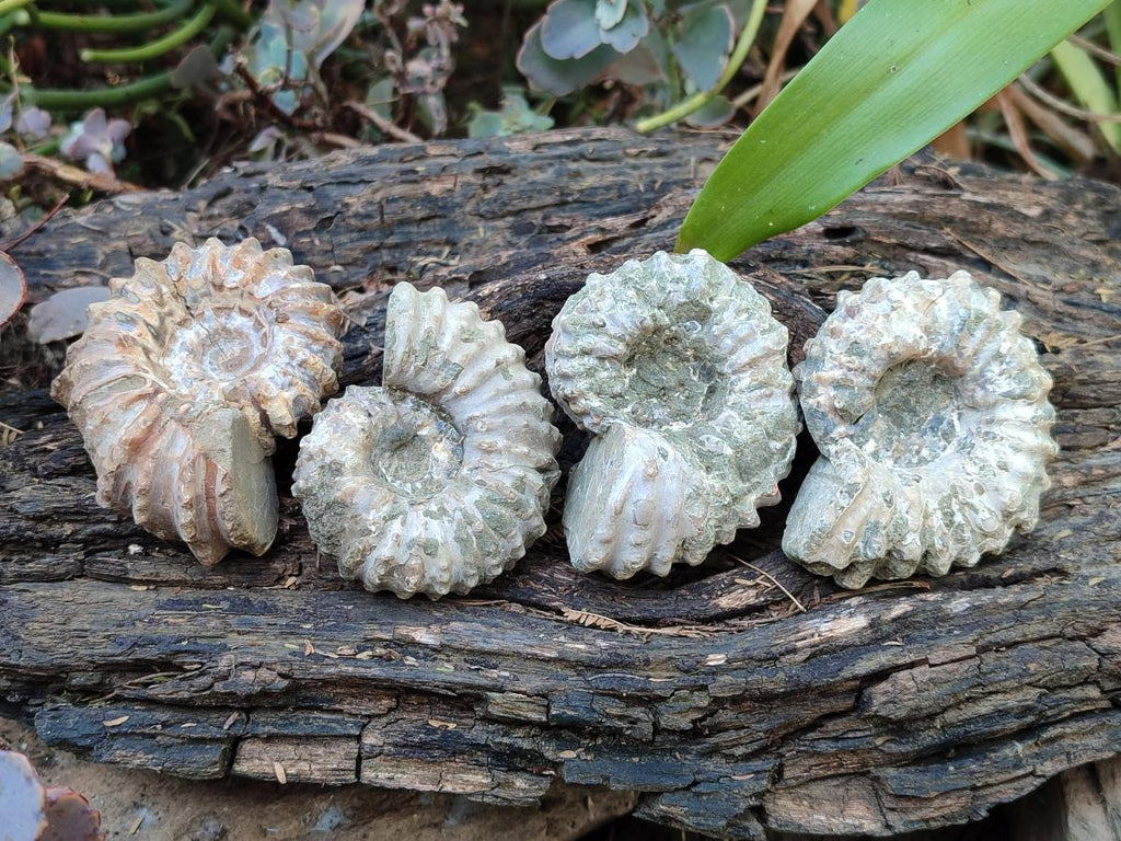 Natural Whole Douvilleiceras Ammolite Ammonite Fossils x 6 From Maintirano, Madagascar - Toprock Gemstones and Minerals 