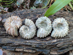 Natural Whole Douvilleiceras Ammolite Ammonite Fossils x 6 From Maintirano, Madagascar - Toprock Gemstones and Minerals 