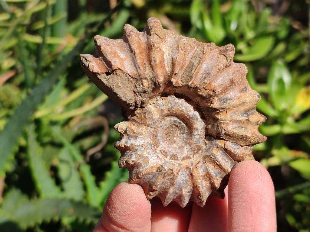 Natural Whole Douvilleiceras Ammolite Ammonite Fossils x 6 From Maintirano, Madagascar - Toprock Gemstones and Minerals 