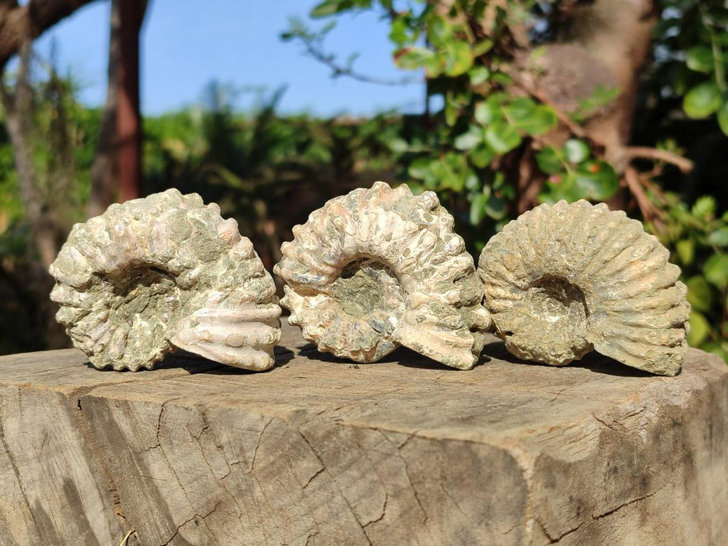 Natural Whole Douvilleiceras Ammolite Ammonite Fossils x 6 From Maintirano, Madagascar - Toprock Gemstones and Minerals 