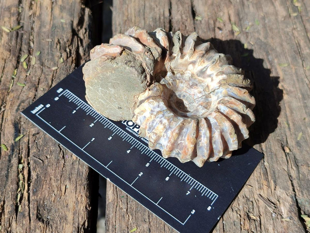 Natural Whole Douvilleiceras Ammolite Ammonite Fossils x 6 From Maintirano, Madagascar - Toprock Gemstones and Minerals 