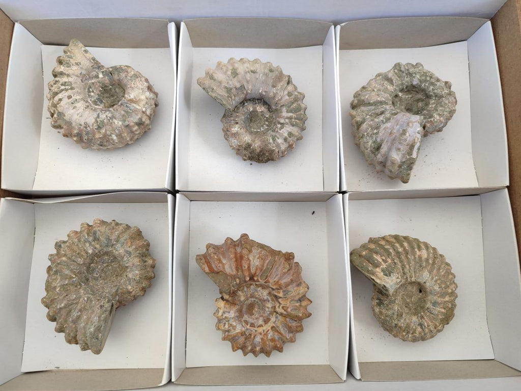 Natural Whole Douvilleiceras Ammolite Ammonite Fossils x 6 From Maintirano, Madagascar - Toprock Gemstones and Minerals 