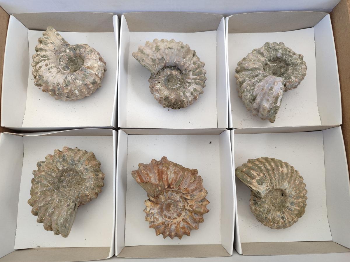 Natural Whole Douvilleiceras Ammolite Ammonite Fossils x 6 From Maintirano, Madagascar - Toprock Gemstones and Minerals 