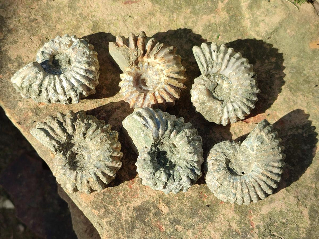 Natural Whole Douvilleiceras Ammolite Ammonite Fossils x 6 From Maintirano, Madagascar - Toprock Gemstones and Minerals 