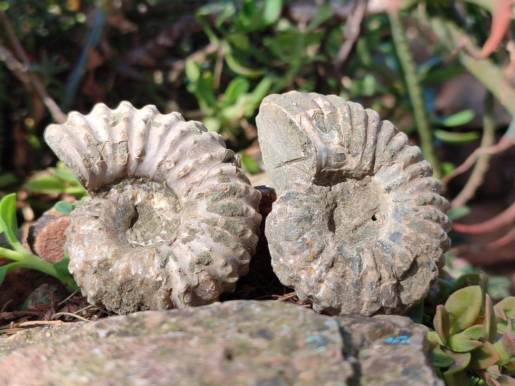Natural Whole Douvilleiceras Ammolite Ammonite Fossils x 6 From Maintirano, Madagascar - Toprock Gemstones and Minerals 