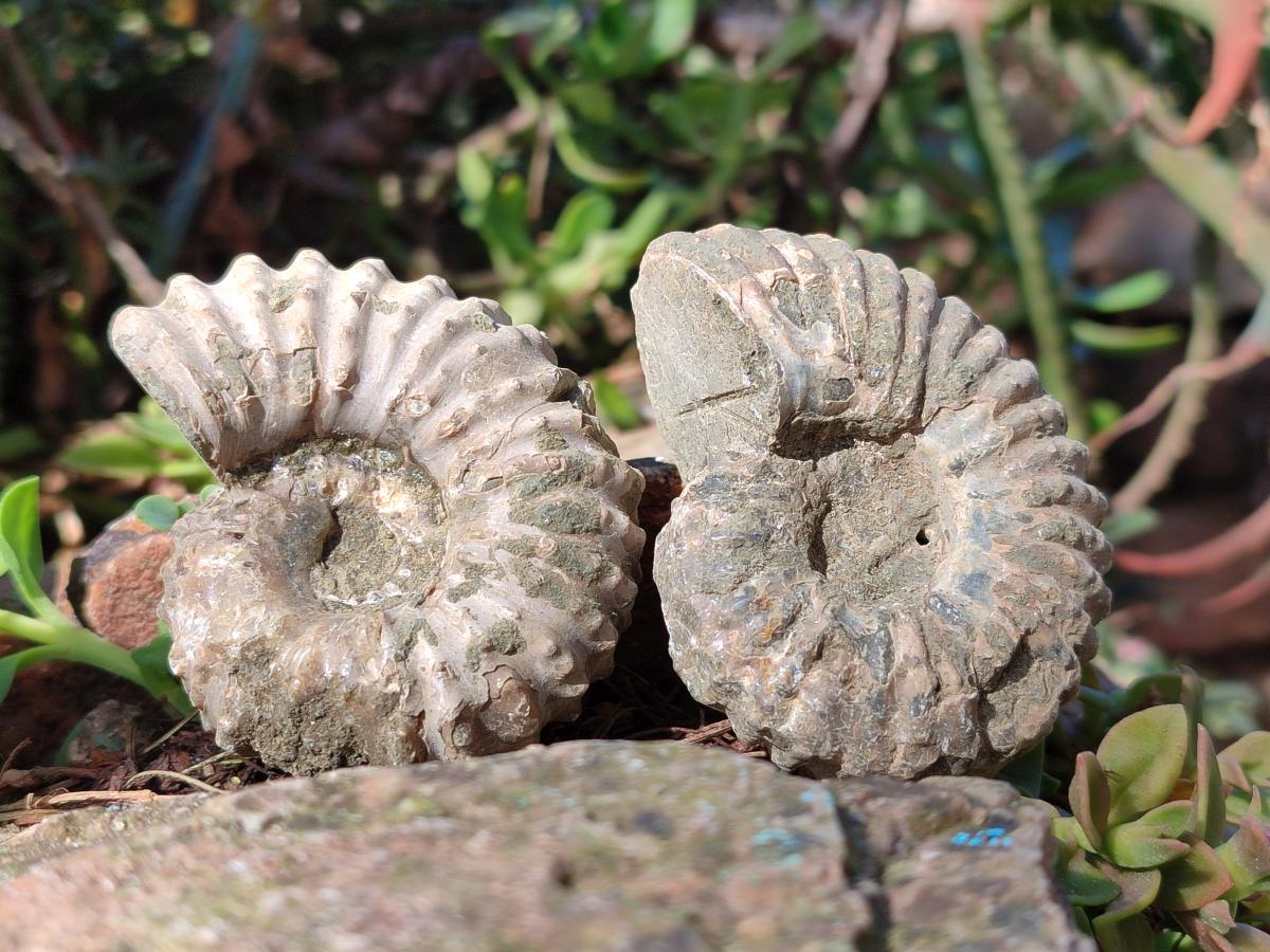 Natural Whole Douvilleiceras Ammolite Ammonite Fossils x 6 From Maintirano, Madagascar - Toprock Gemstones and Minerals 