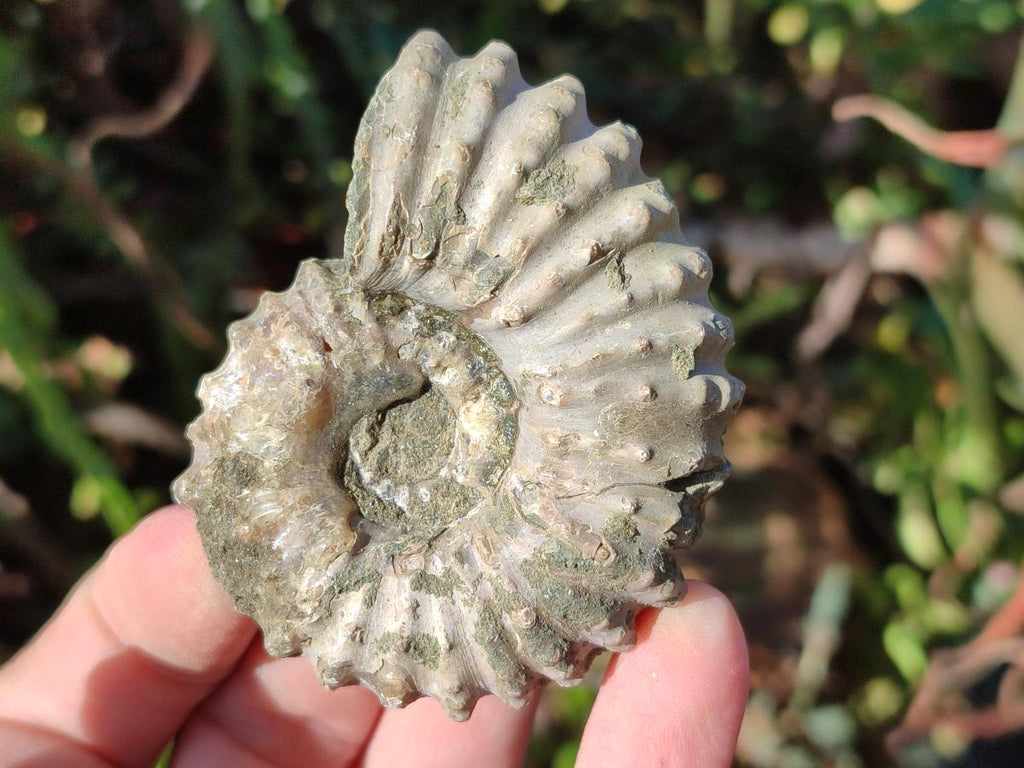 Natural Whole Douvilleiceras Ammolite Ammonite Fossils x 6 From Maintirano, Madagascar - Toprock Gemstones and Minerals 