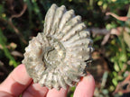 Natural Whole Douvilleiceras Ammolite Ammonite Fossils x 6 From Maintirano, Madagascar - Toprock Gemstones and Minerals 