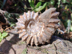 Natural Whole Douvilleiceras Ammolite Ammonite Fossils x 6 From Maintirano, Madagascar - Toprock Gemstones and Minerals 