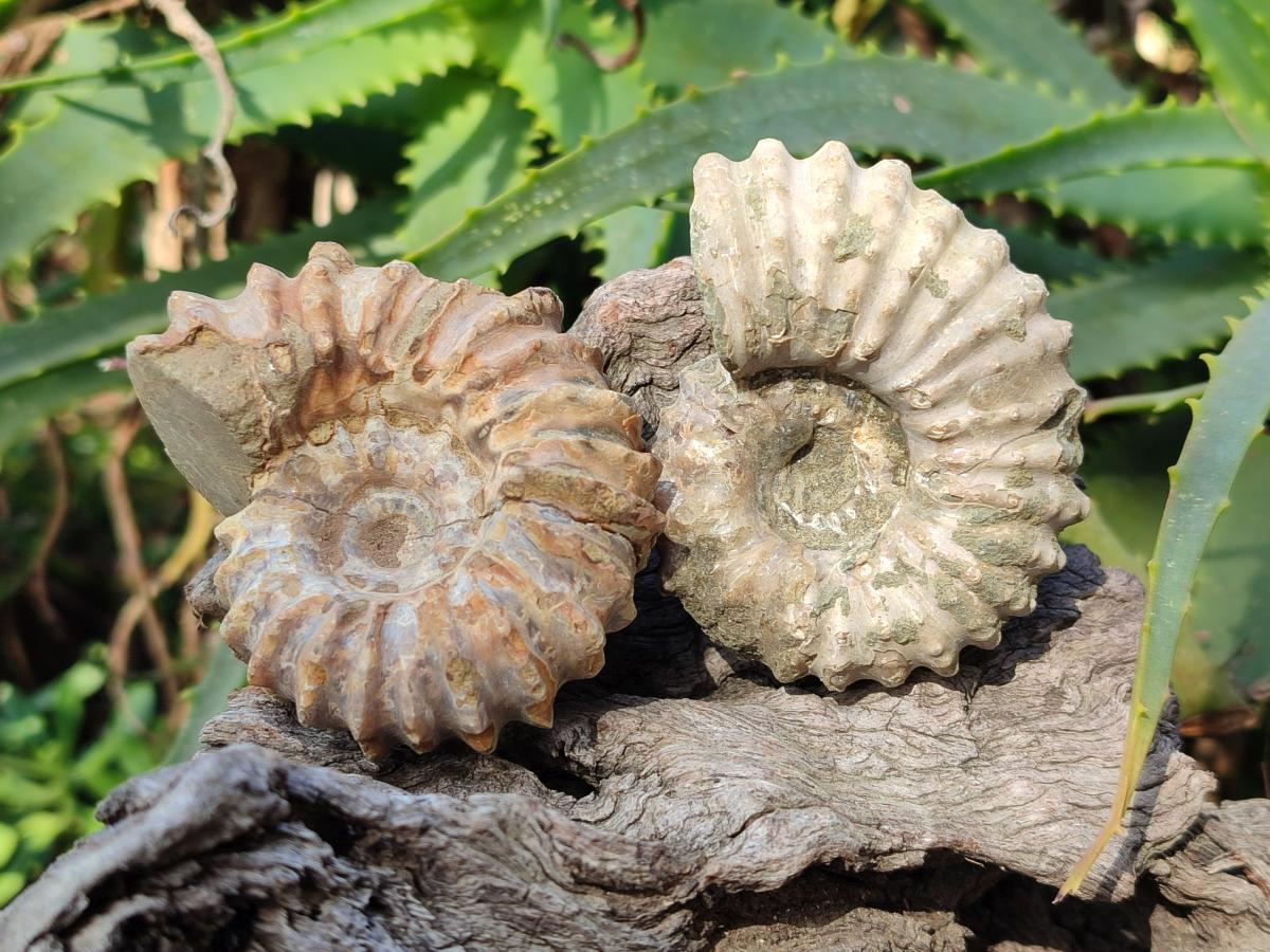 Natural Whole Douvilleiceras Ammolite Ammonite Fossils x 6 From Maintirano, Madagascar - Toprock Gemstones and Minerals 