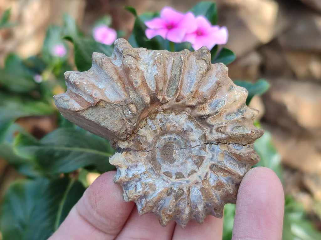 Natural Whole Douvilleiceras Ammolite Ammonite Fossils x 6 From Maintirano, Madagascar - Toprock Gemstones and Minerals 
