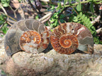 Polished and Natural Cleoniceras Ammonite Fossil Pairs x 6 From Tulear, Madagascar - Toprock Gemstones and Minerals 