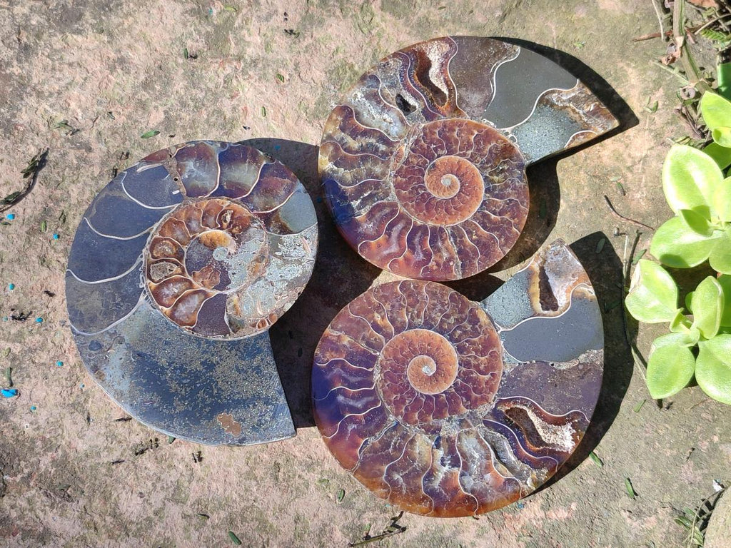 Polished and Natural Cleoniceras Ammonite Fossil Pairs x 6 From Tulear, Madagascar - Toprock Gemstones and Minerals 