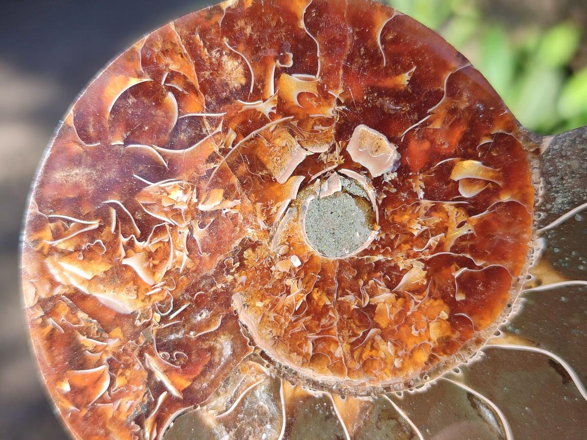 Polished and Natural Cleoniceras Ammonite Fossil Pairs x 6 From Tulear, Madagascar - Toprock Gemstones and Minerals 