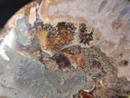 Polished and Natural Cleoniceras Ammonite Fossil Pairs x 6 From Tulear, Madagascar - Toprock Gemstones and Minerals 