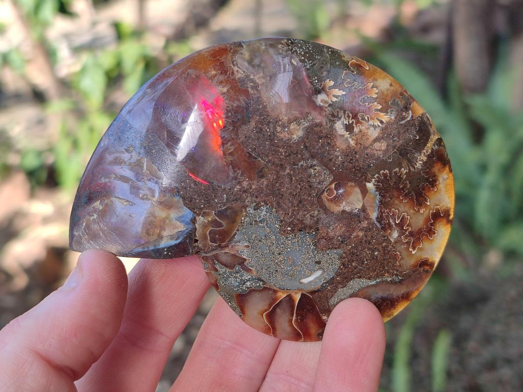 Polished and Natural Cleoniceras Ammonite Fossil Pairs x 6 From Tulear, Madagascar - Toprock Gemstones and Minerals 