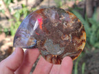 Polished and Natural Cleoniceras Ammonite Fossil Pairs x 6 From Tulear, Madagascar - Toprock Gemstones and Minerals 