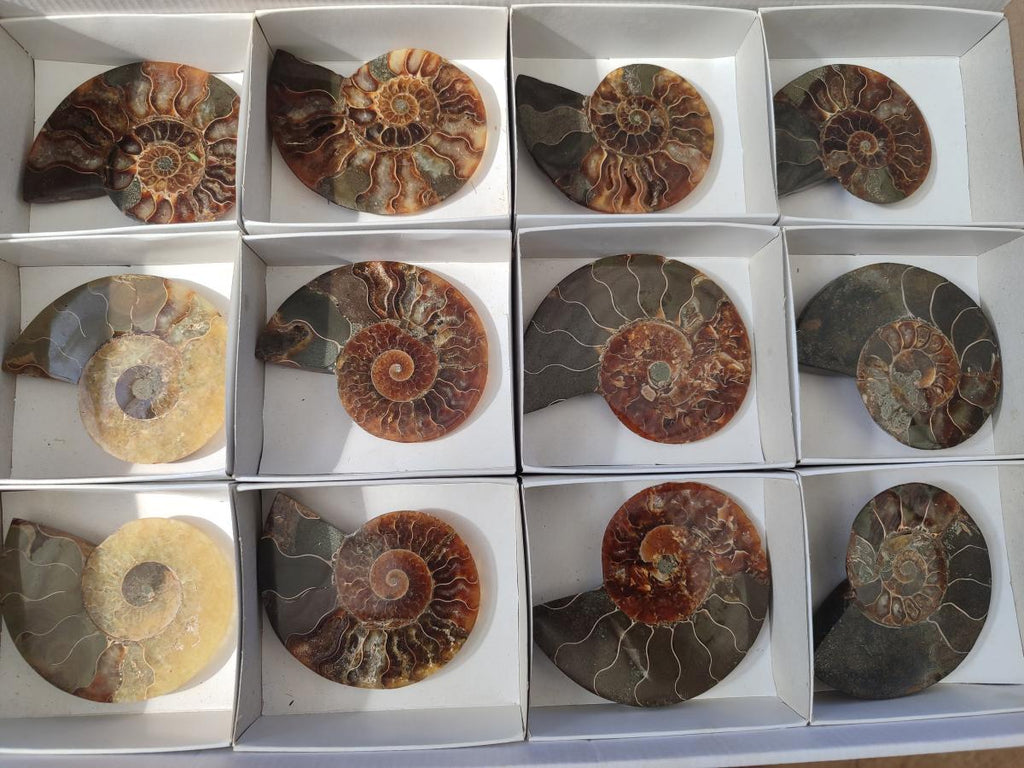 Polished and Natural Cleoniceras Ammonite Fossil Pairs x 6 From Tulear, Madagascar - Toprock Gemstones and Minerals 