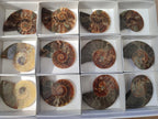 Polished and Natural Cleoniceras Ammonite Fossil Pairs x 6 From Tulear, Madagascar - Toprock Gemstones and Minerals 
