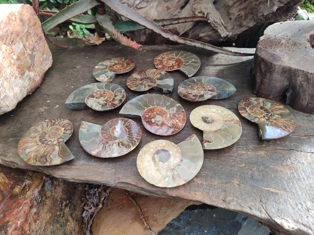 Polished and Natural Cleoniceras Ammonite Fossil Pairs x 6 From Tulear, Madagascar - Toprock Gemstones and Minerals 