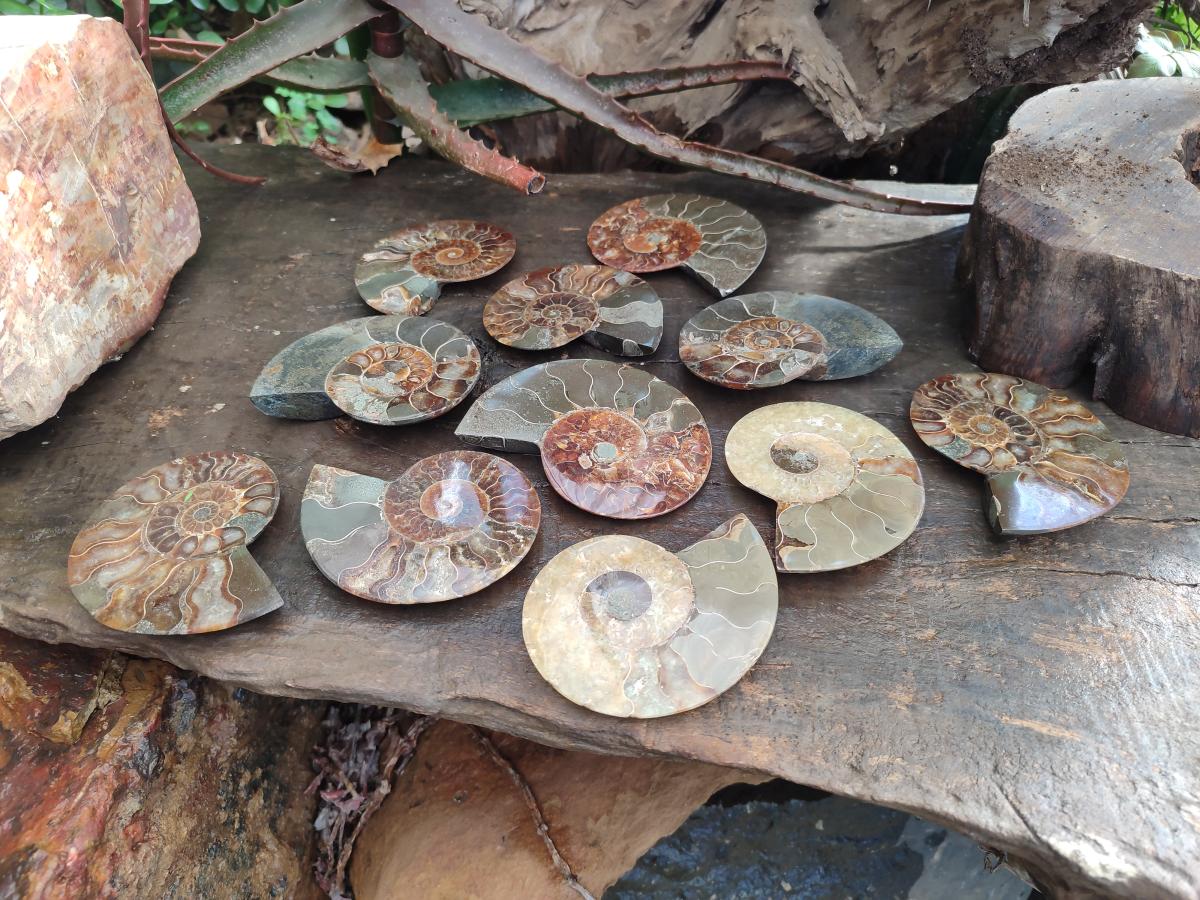 Polished and Natural Cleoniceras Ammonite Fossil Pairs x 6 From Tulear, Madagascar - Toprock Gemstones and Minerals 
