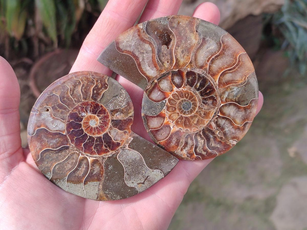 Polished and Natural Cleoniceras Ammonite Fossil Pairs x 6 From Tulear, Madagascar - Toprock Gemstones and Minerals 